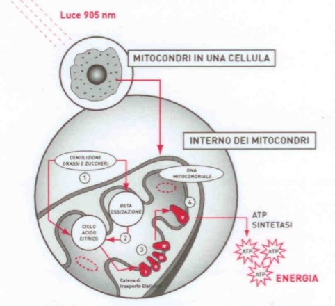Mitocondri